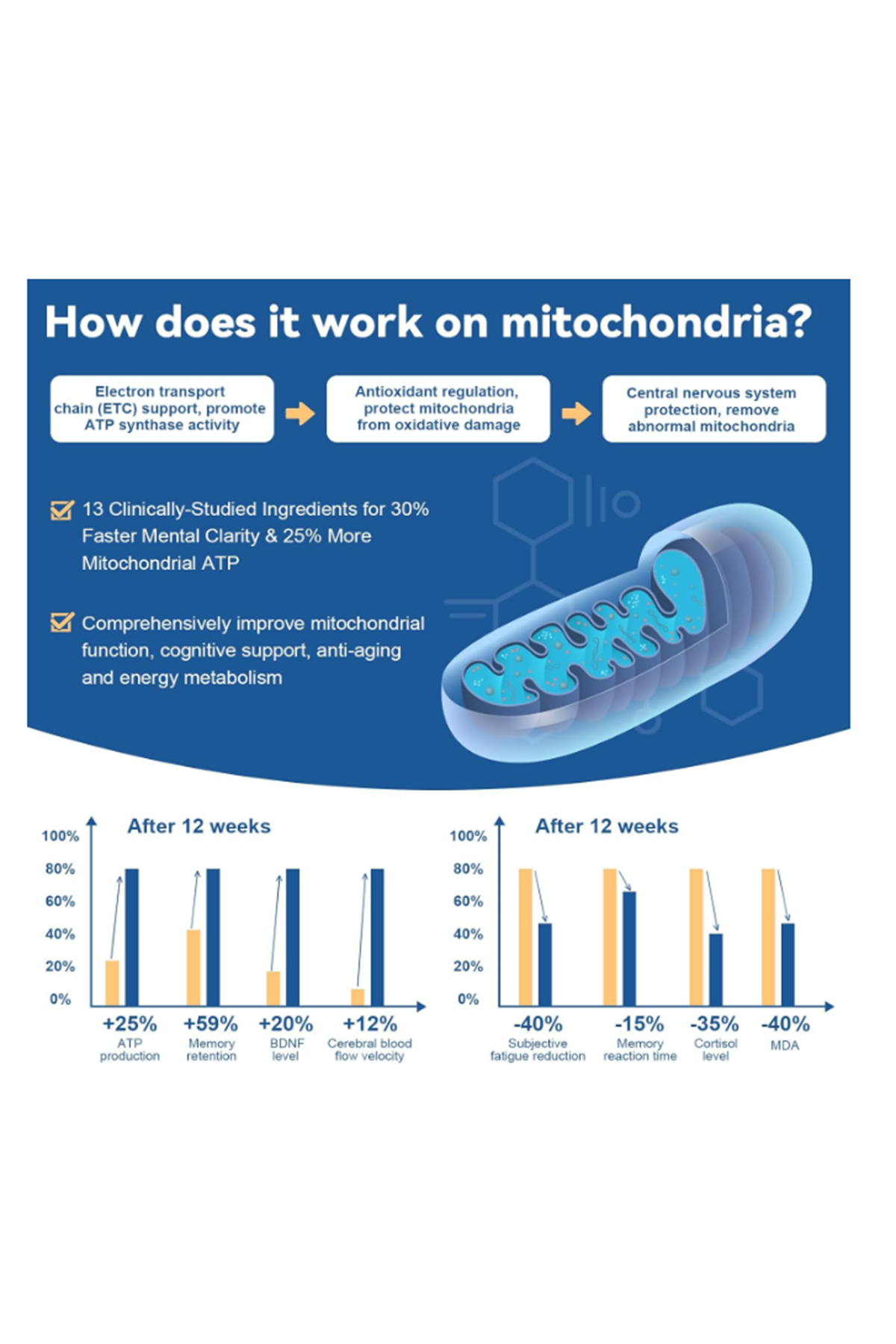 Totaria Healt Methylene 120 Capsul 13 in 1 Upgrade Patented Brain Formula with Vitamin C Ester, Bacopa, Phosphatidylserine, Omega-3 Fatty Acids - Memory, Focus, Clarity, Cognitive.
