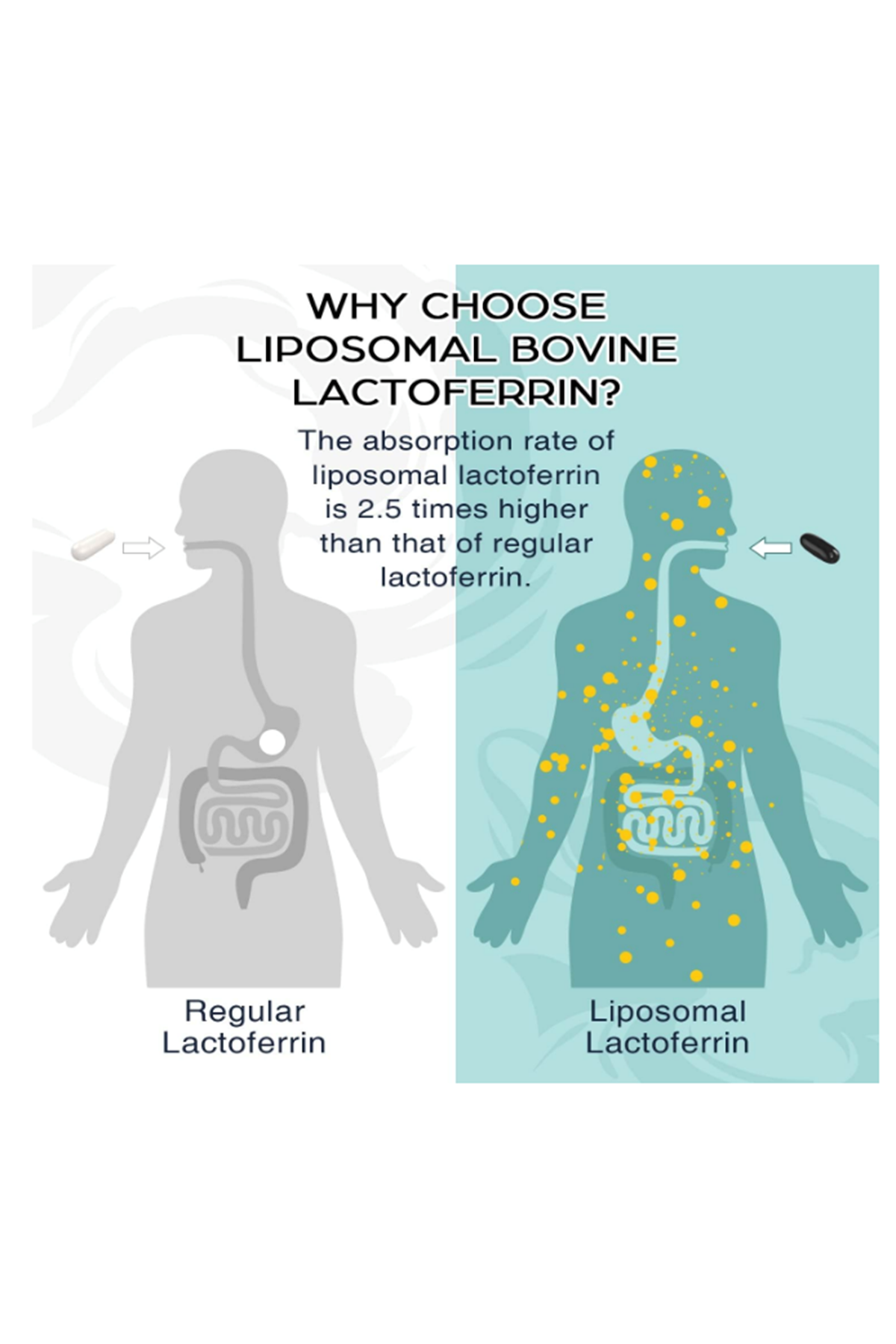 Pepeior Liposomal Bovine Lactoferrin 1000mg - Higher Absorption - for Iron Absorption  Immune Function, 60 Softgels.