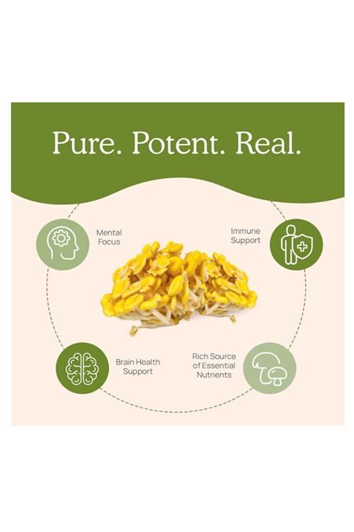 Real Mushrooms L-Ergothioneine, Golden Oyster Mushroom Extract 60ct Longevity, Immune Support Brain Blend with Beta Glucan - Organic, Vegan.Made ın Usa.57.