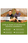 Real Mushrooms L-Ergothioneine, Golden Oyster Mushroom Extract 60ct Longevity, Immune Support Brain Blend with Beta Glucan - Organic, Vegan.Made ın Usa.62.