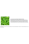 VINATURA Caralluma Fimbriata, EGCG 45% Extract 1250mg + Fucoxanthin *USA Made & Tested* for Immune Support, Energy and Mental Focus - 60 Capsules.52.
