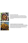 VINATURA Caralluma Fimbriata, EGCG 45% Extract 1250mg + Fucoxanthin *USA Made & Tested* for Immune Support, Energy and Mental Focus - 60 Capsules.52.