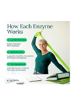 Etta Vita Fibrinolytic Ase Enzymes Lumbrokinase Nattokinase Serrapeptase 60 Slow Release Capsules.Made ın Usa.
